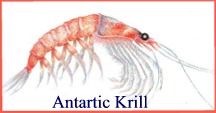 Antartic Krill