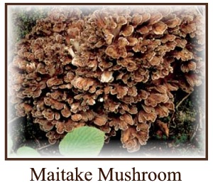 Maitake Mushroom