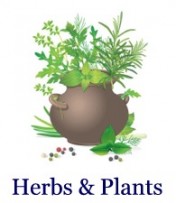 Herbs & Plants