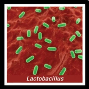 Lactobacilli