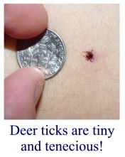 Deer_Tick