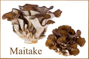 Maitake