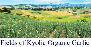 Kyolic Garlic Fields