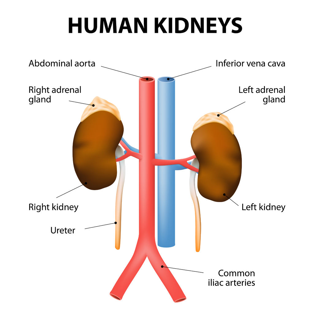 adrenal kidney