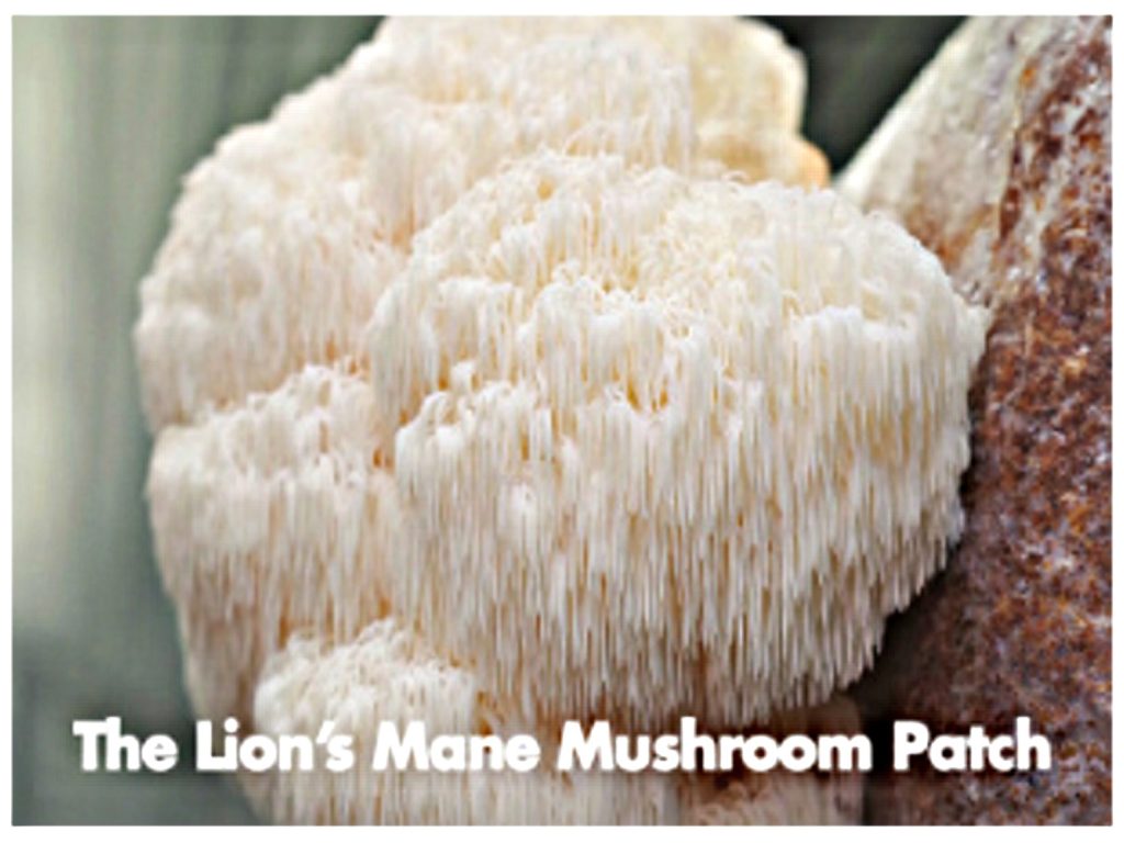 This image has an empty alt attribute; its file name is Lions_Mane_Mushroom-1024x768.jpg