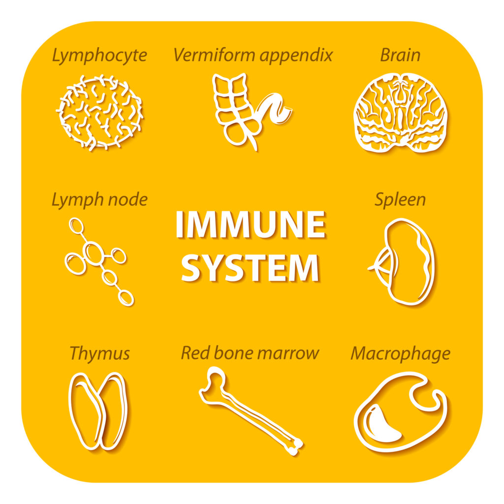 Origins of the Immune System
