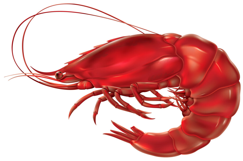 Krill - red shrimp on a white background